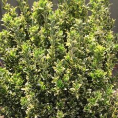 5056771001376 1 Euonymus japonicus Golden Rocket.JPG